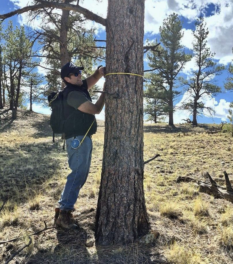 Joel measuring a ponderosa pine during a forest inventory plot in Hartsel, Colorado