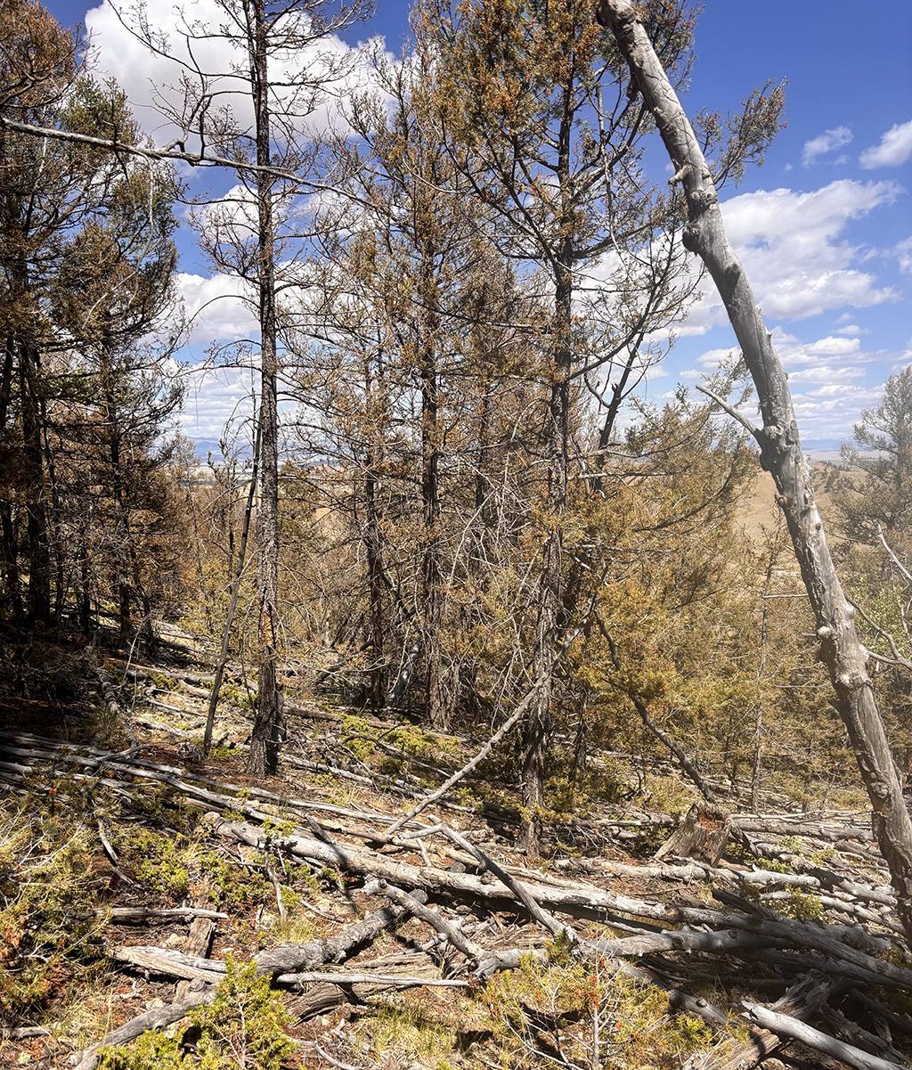 Forest infestation — dead and dying trees on hillside