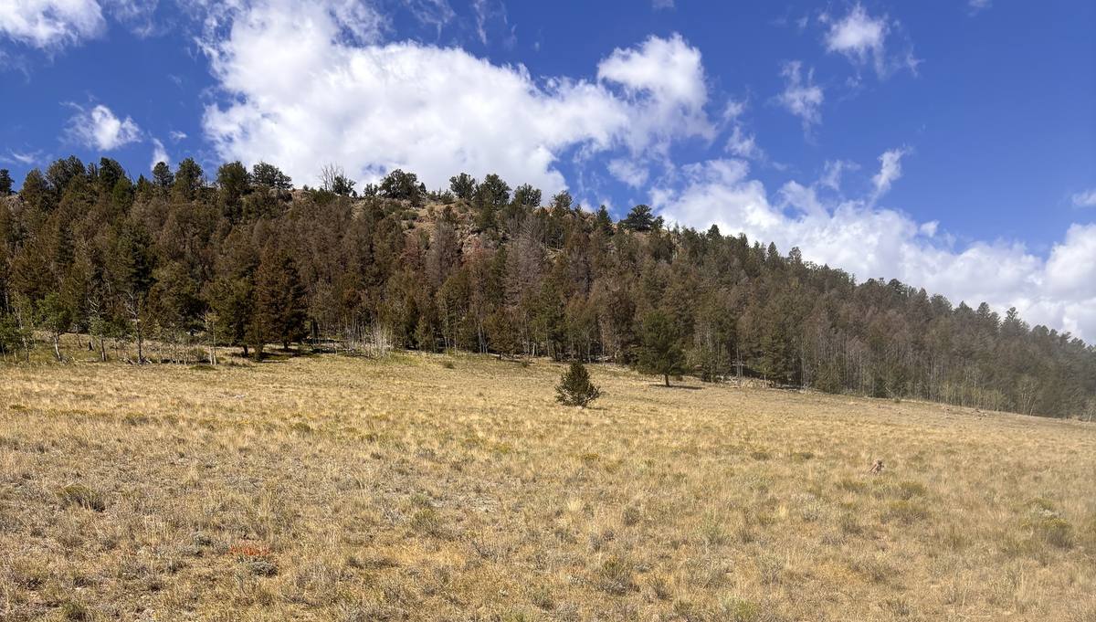 Forest infestation — wide view of beetle kill
