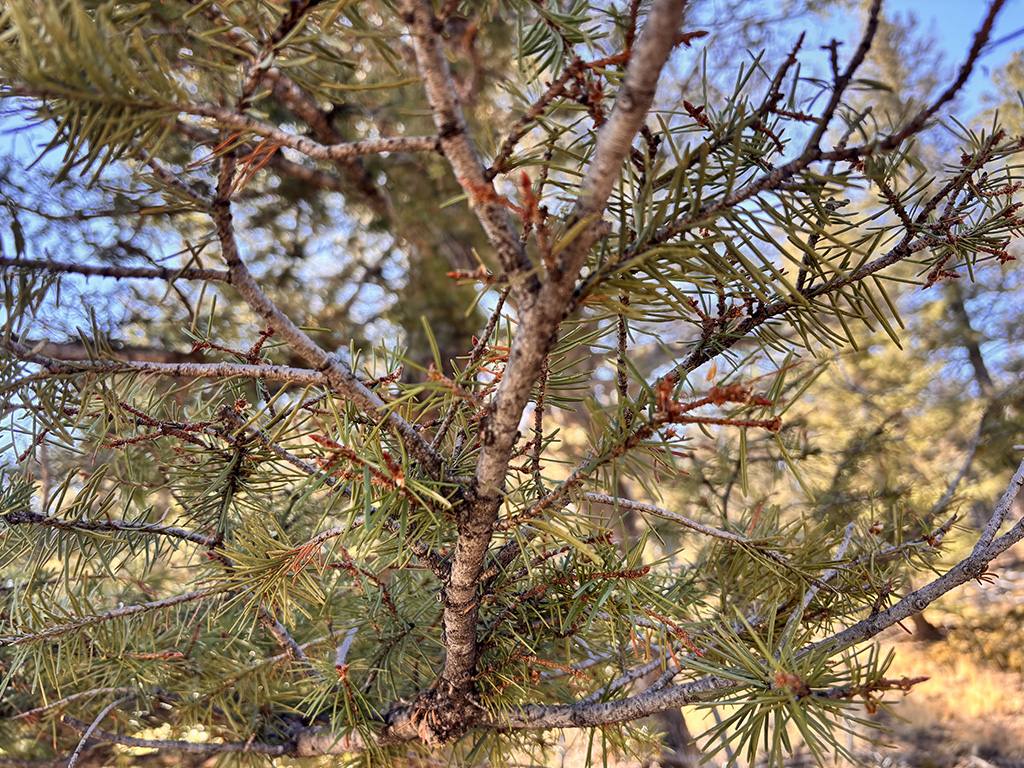 Forest infestation — close-up branch damage