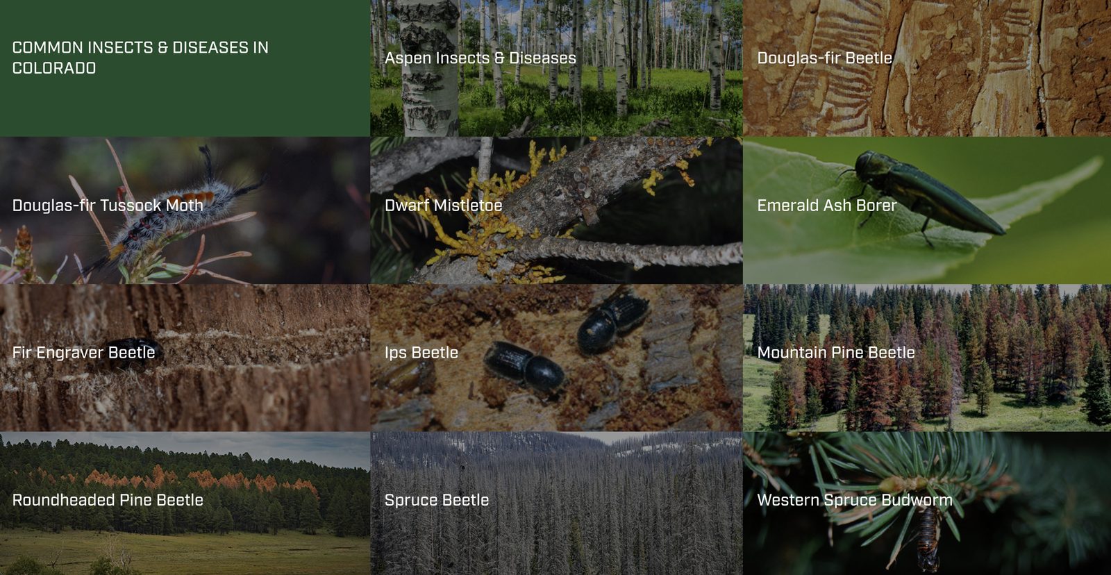 Colorado State Forest Service guide to common forest insects and diseases in Colorado